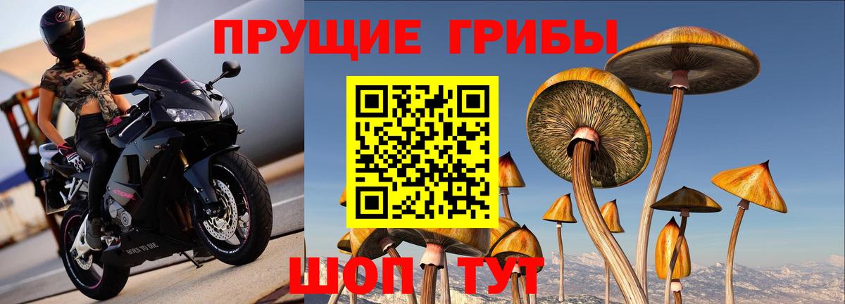 Псилоцибиновые грибы прущие грибы  где продают   Псилоцибиновые грибы мицелий  Пугачёв  Вход с VPN 